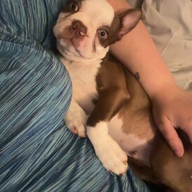 Boston Terrier - Dogs