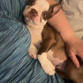 Boston Terrier - Dogs