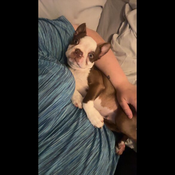 Boston Terrier - Dogs