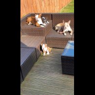 Boston Terrier - Dogs