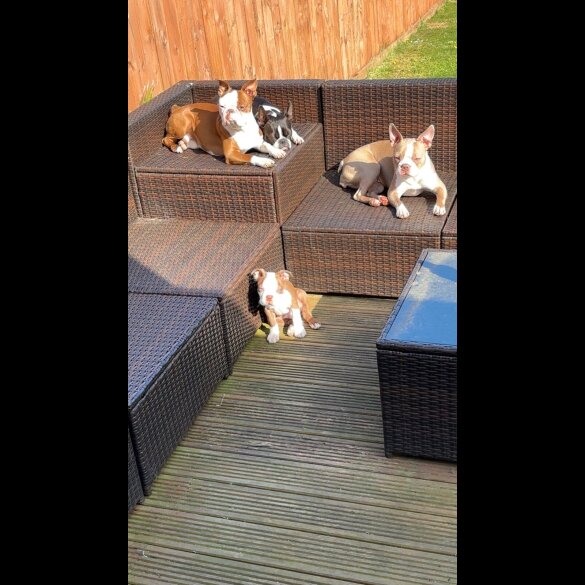 Boston Terrier - Dogs