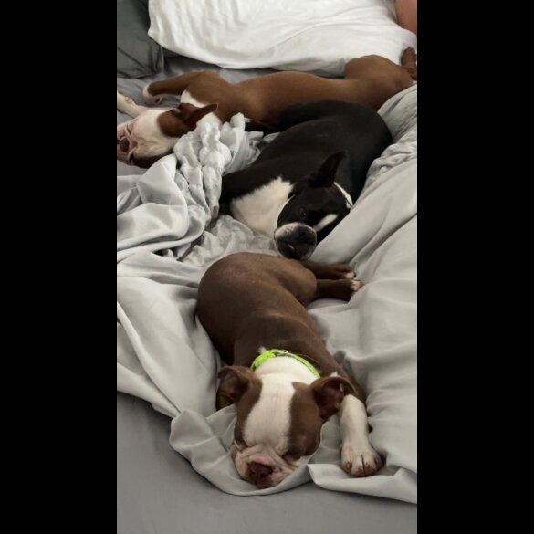 Boston Terrier - Dogs