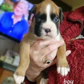 Boxer - Both