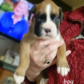 Boxer - Both