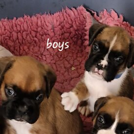 Boxer - Both
