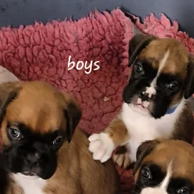 Boxer - Both