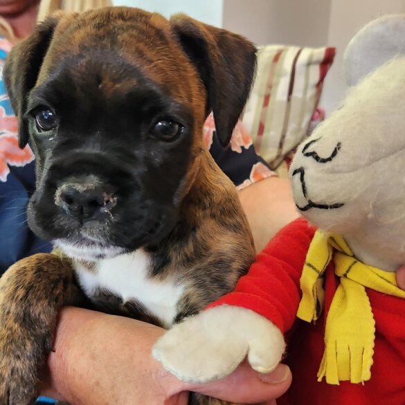 Boxer - Bitches
