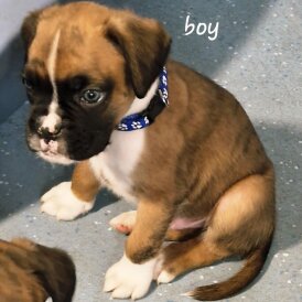 Boxer - Both