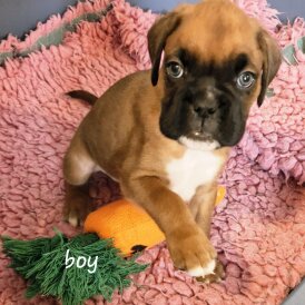 Boxer - Both