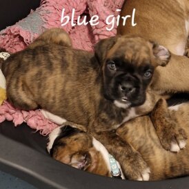 Boxer - Both