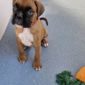 Boxer - Both
