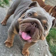 English Bulldog