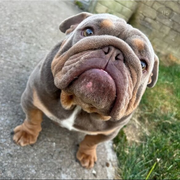 English Bulldog