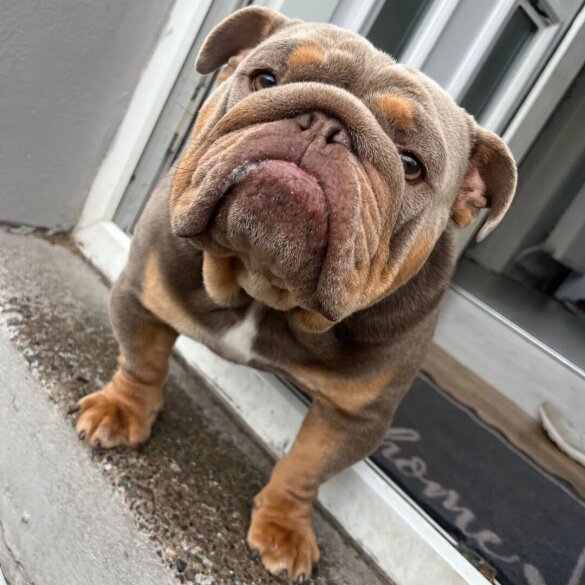 English Bulldog