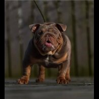 English Bulldog