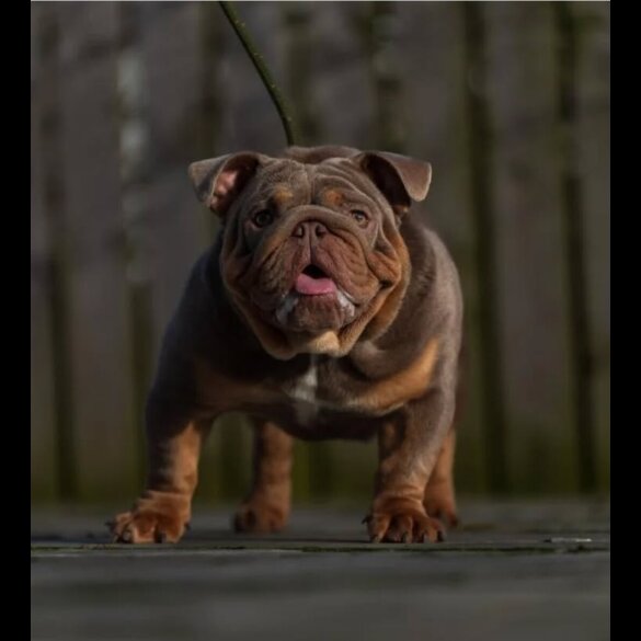 English Bulldog