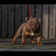 English Bulldog