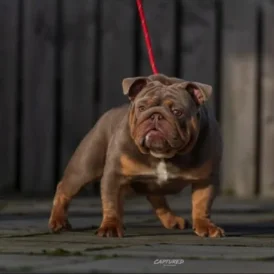 English Bulldog