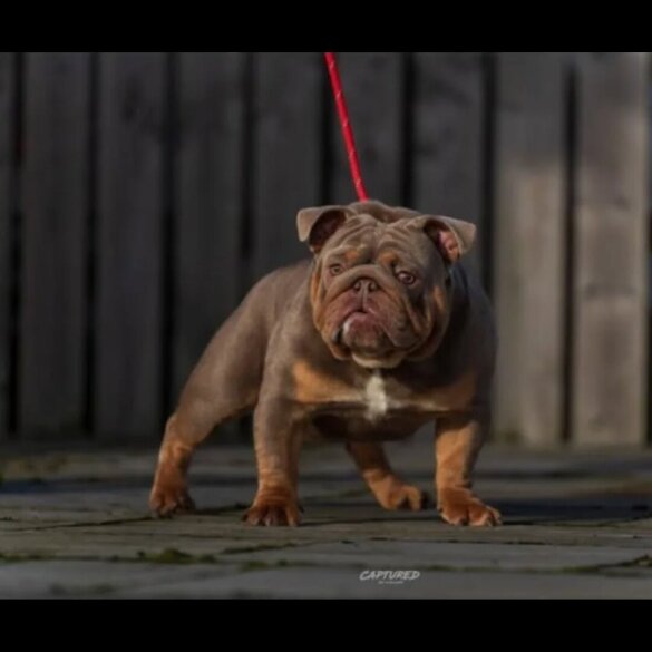 English Bulldog