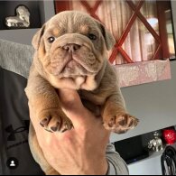 English Bulldog