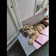 English Bulldog - Both