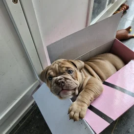 English Bulldog - Both