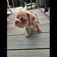 English Bulldog - Both