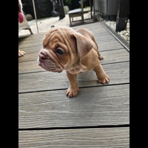 English Bulldog - Both