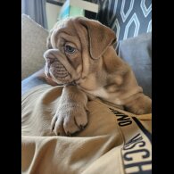 English Bulldog - Both