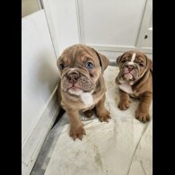English Bulldog - Both