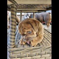 English Bulldog - Both
