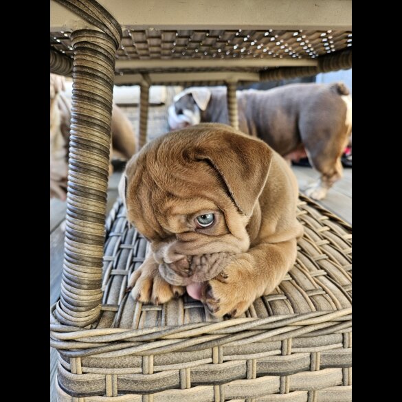 English Bulldog - Both