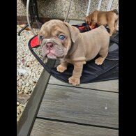 English Bulldog - Both