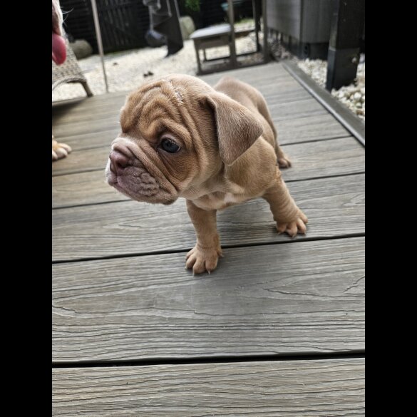 English Bulldog - Both