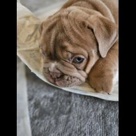 English Bulldog - Both