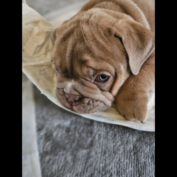 English Bulldog - Both