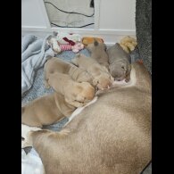 English Bulldog - Both