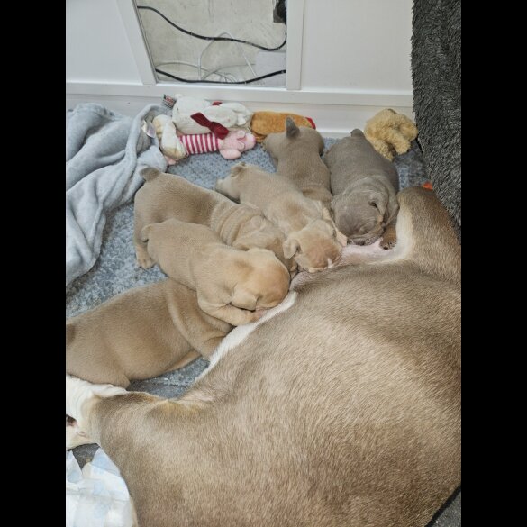 English Bulldog - Both