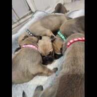 Bullmastiff - Both