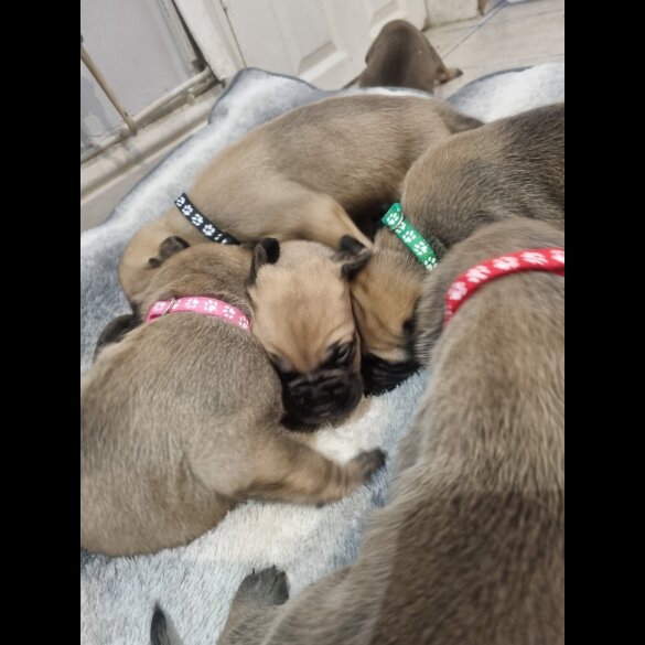 Bullmastiff - Both