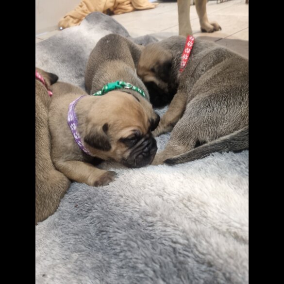 Bullmastiff - Both