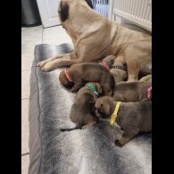 Bullmastiff - Both