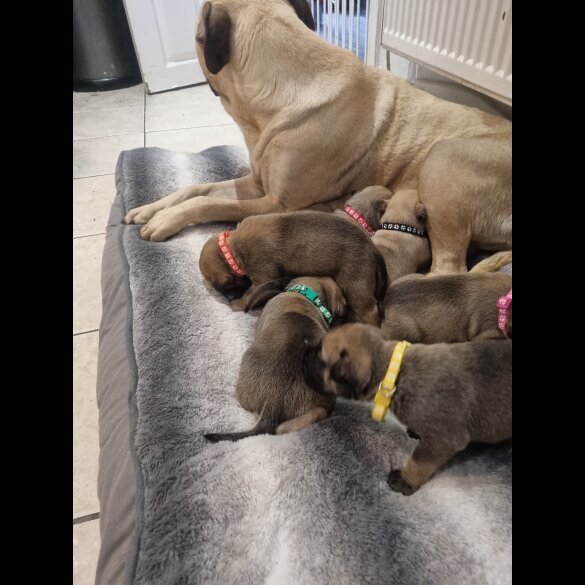 Bullmastiff - Both