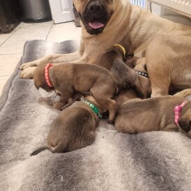 Bullmastiff - Both