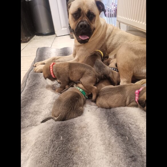 Bullmastiff - Both