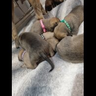 Bullmastiff - Both