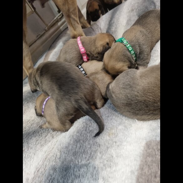 Bullmastiff - Both