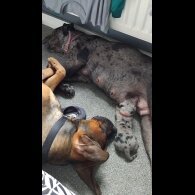 Cane Corso - Both