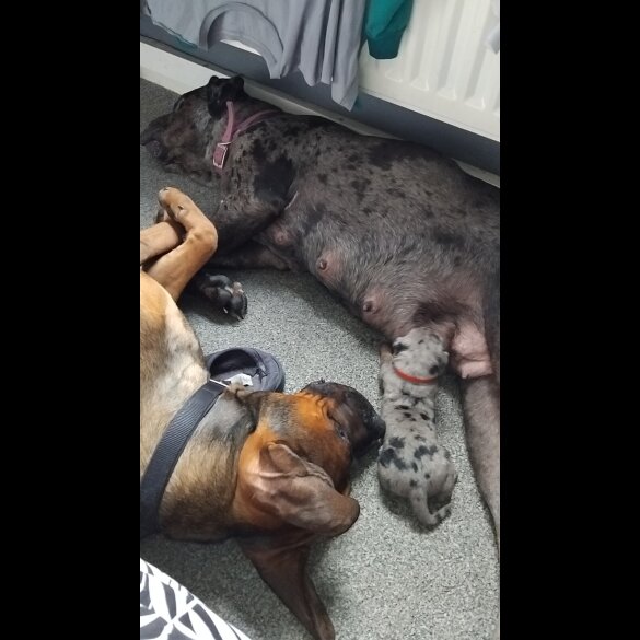 Cane Corso - Both