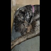 Cane Corso - Both